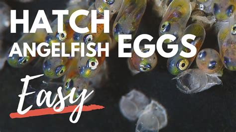 angel fish eggs hatching